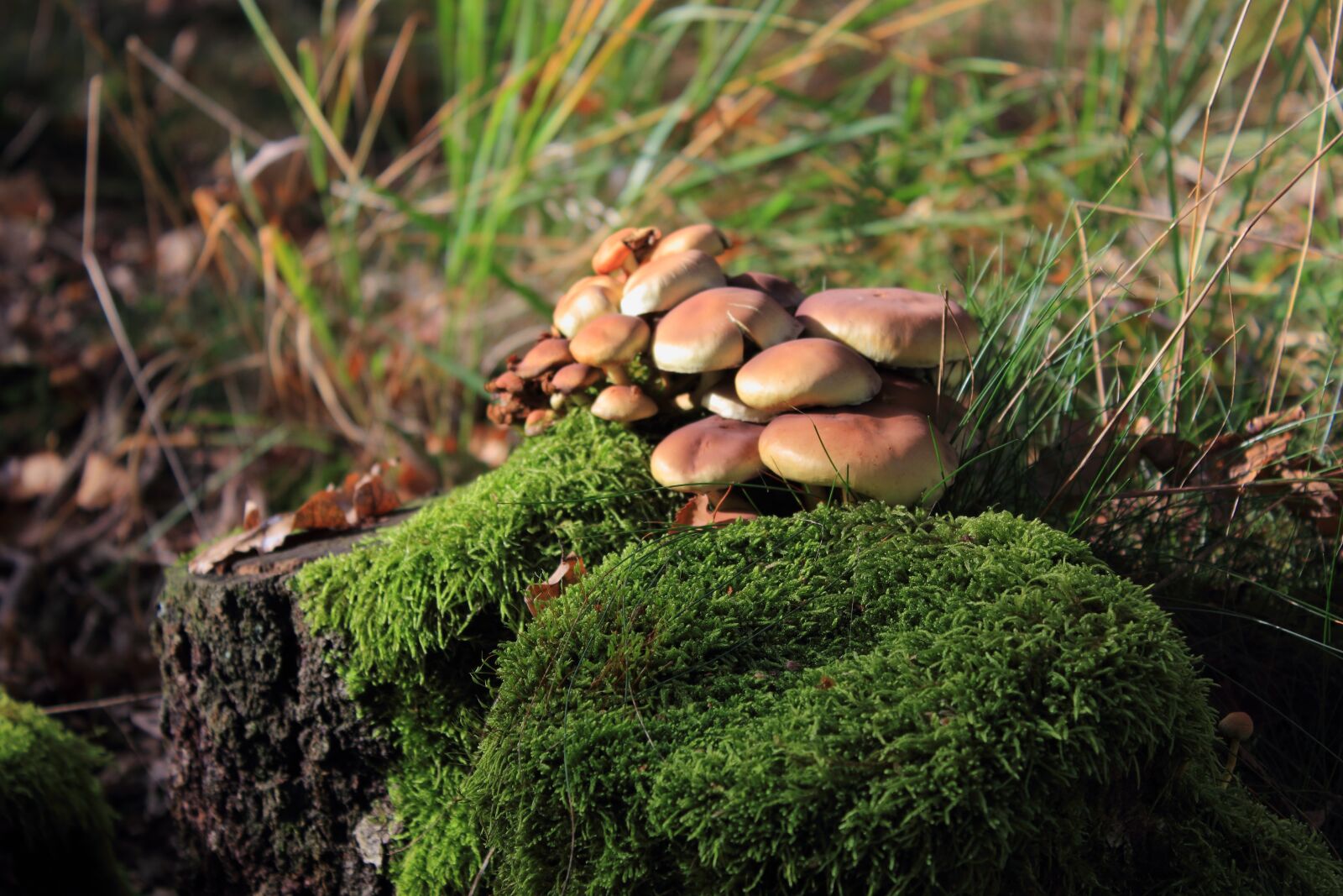 Canon EOS 550D (EOS Rebel T2i / EOS Kiss X4) sample photo. Mushroom, forrest, nature photography