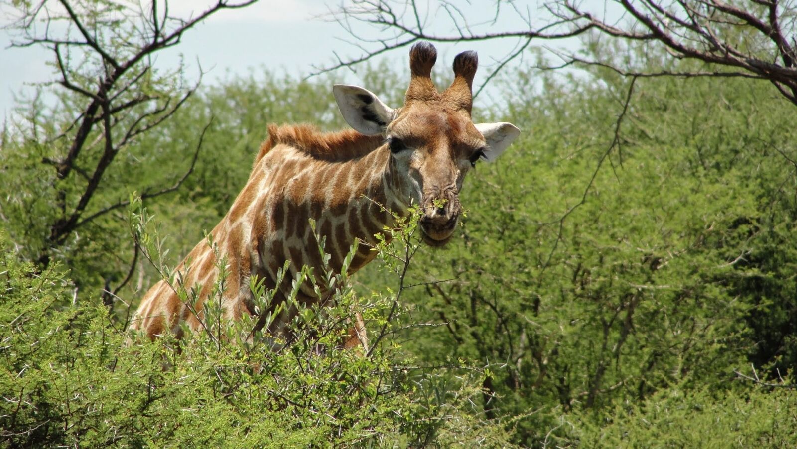 Sony Cyber-shot DSC-H20 sample photo. South africa, madikwe, reserve photography