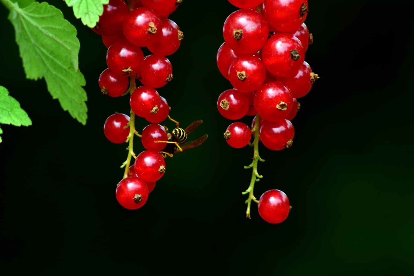 Nikon D3300 sample photo. Nature, fruit, berry, leaf photography