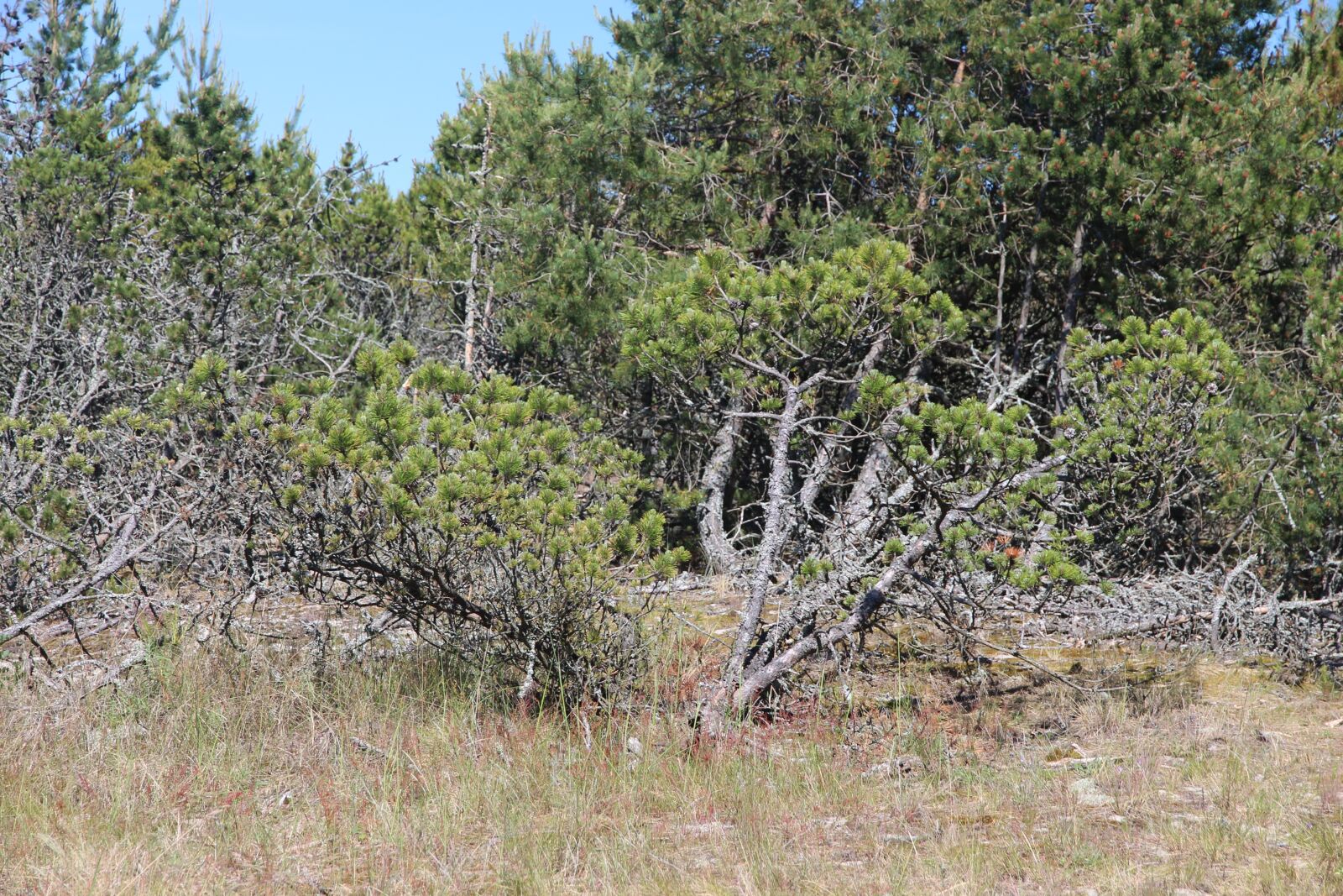 Canon EOS 650D (EOS Rebel T4i / EOS Kiss X6i) sample photo. Forest, coniferous forest, nature photography