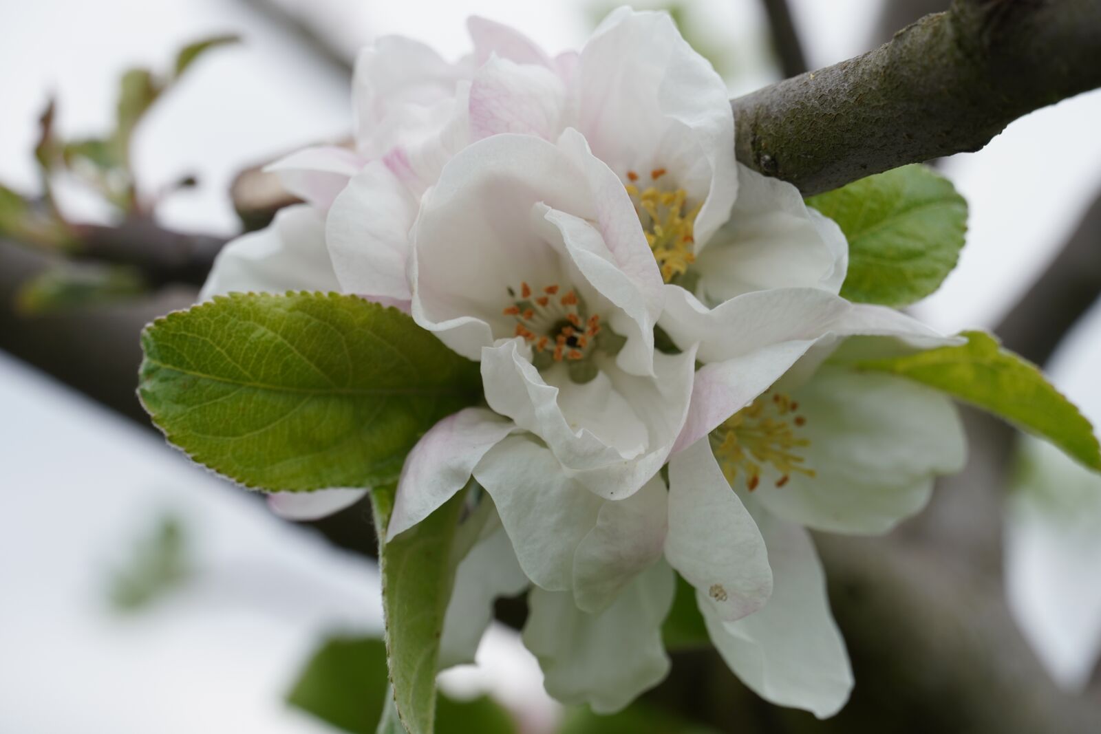 Sony a6400 sample photo. Blossom, bloom, apple tree photography