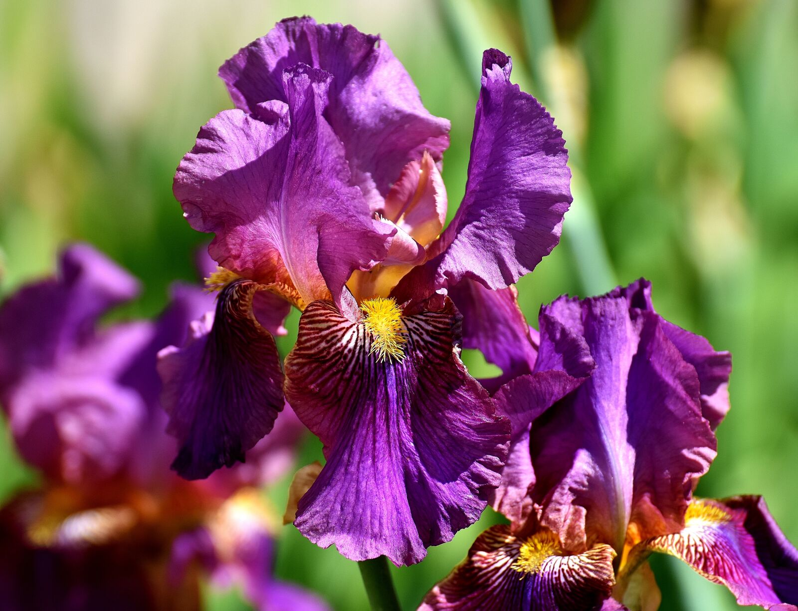 Nikon D7200 sample photo. Iris, flower, summer photography
