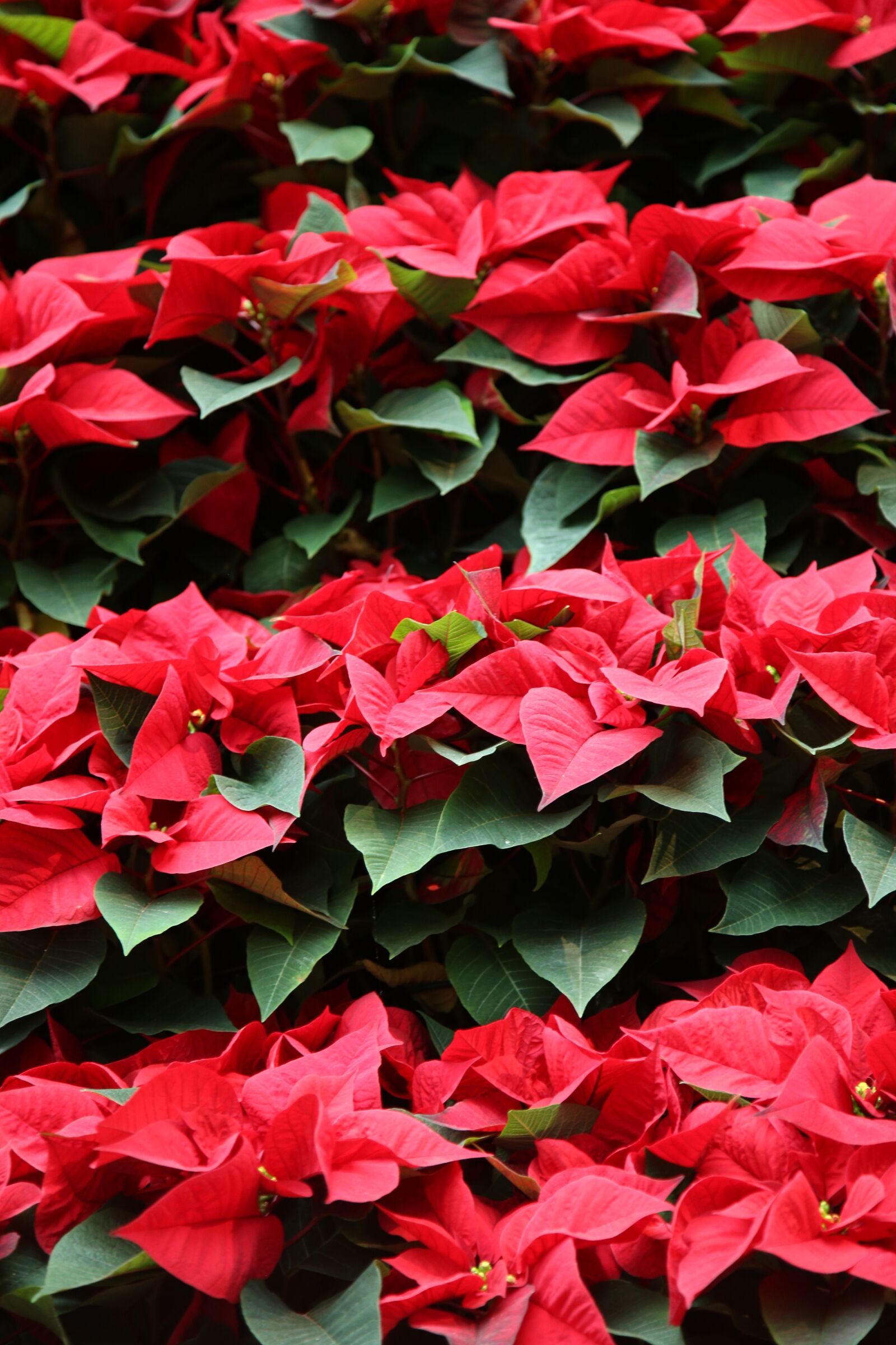 Canon EOS 6D + Canon EF 24-105mm F4L IS USM sample photo. Red flower, christmass, celebration photography