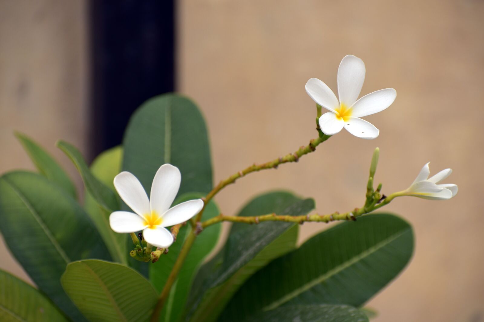 Nikon D5600 sample photo. White flower, white frangipani photography