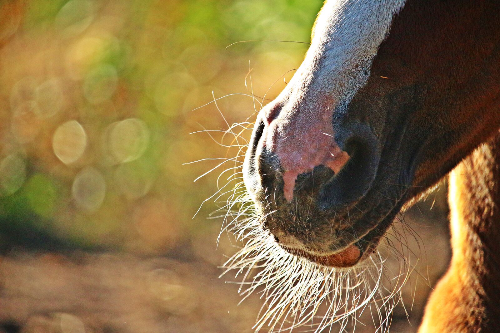 Canon EOS 100D (EOS Rebel SL1 / EOS Kiss X7) sample photo. Horse, foal, nostrils photography