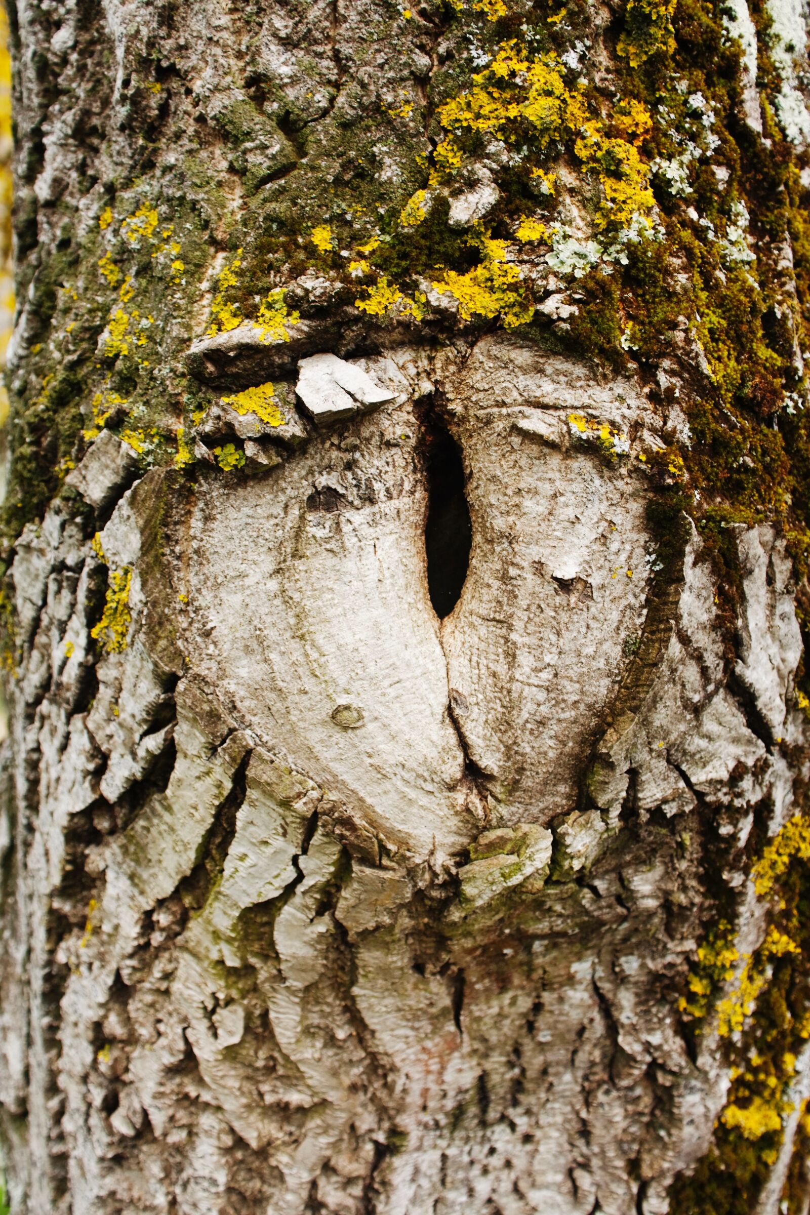 Canon EOS 450D (EOS Rebel XSi / EOS Kiss X2) sample photo. Tree, eye, hypnosis photography
