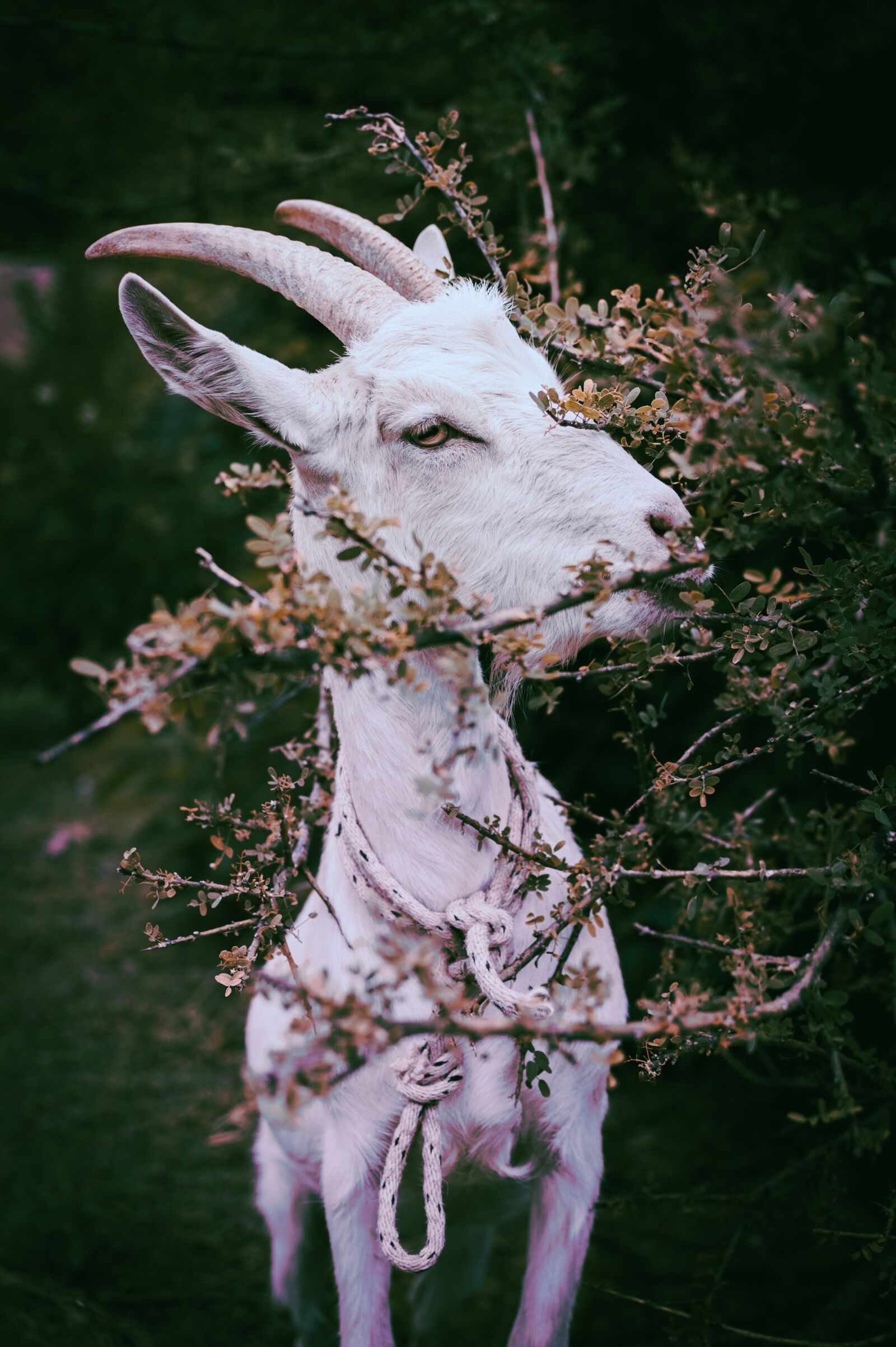 Nikon D3200 sample photo. Horns, goat, animal photography