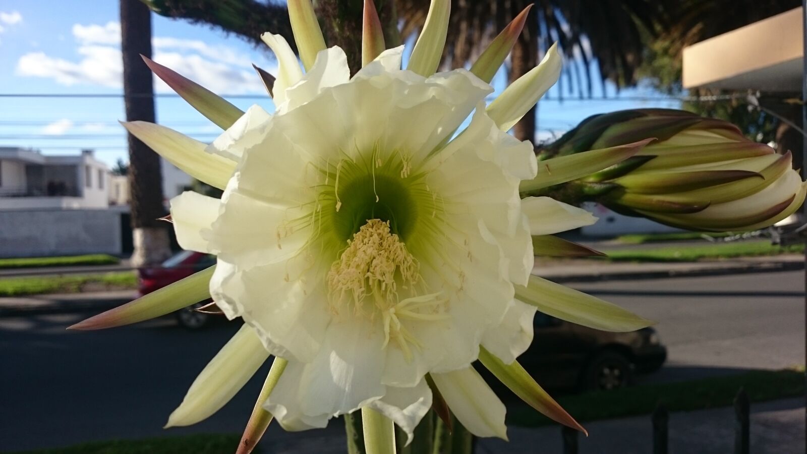 Sony Xperia Z2 sample photo. Flower, city, urbanflower photography