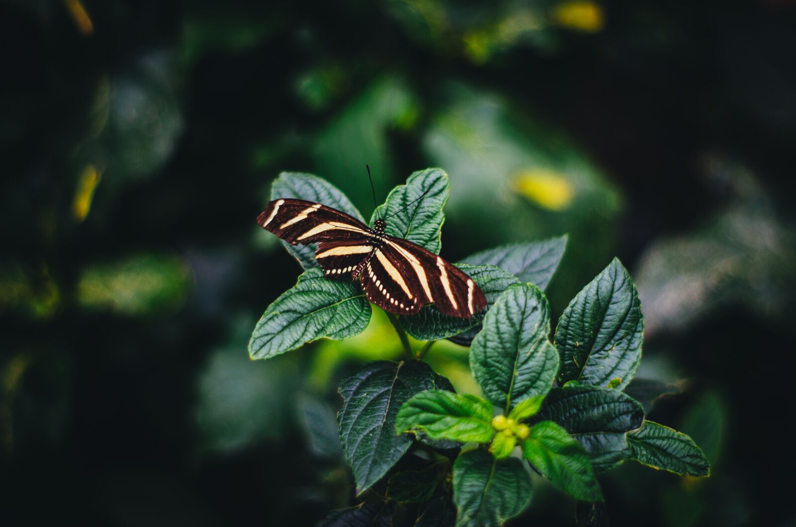 Nikon D5100 sample photo. Mariposa, insecto, butterfly photography