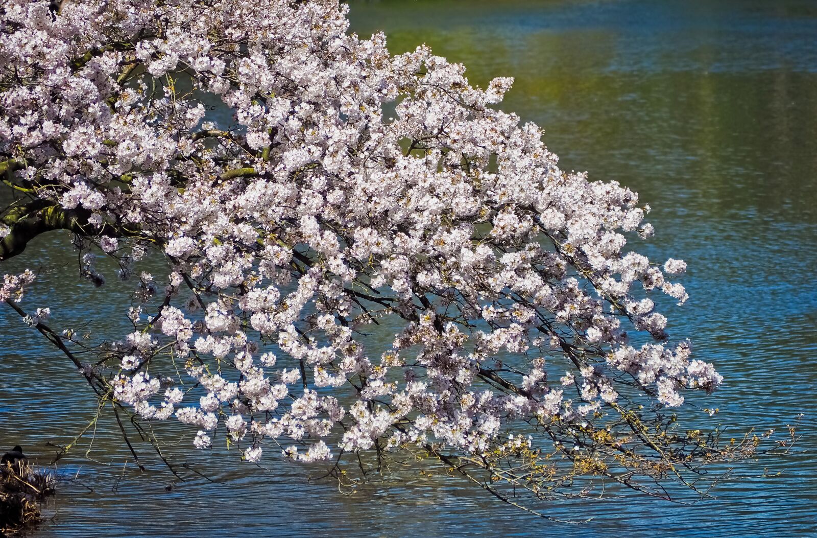 Olympus OM-D E-M10 sample photo. Flower, season, cherry wood photography