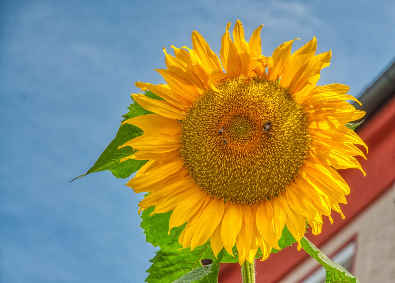 Nikon D5000 sample photo. Sunflower, large, blossom photography