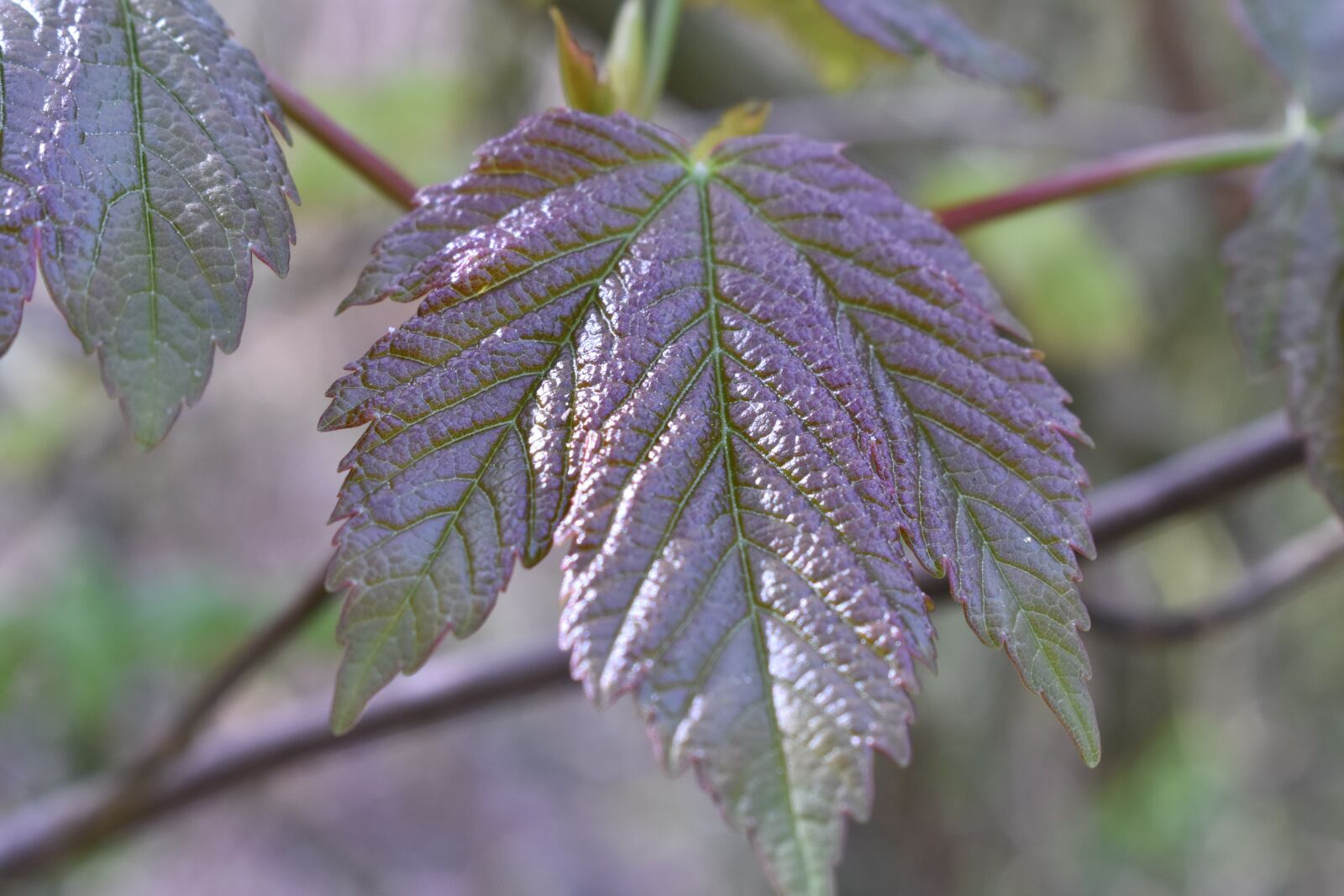 Nikon D3400 sample photo. Leaf, green, summer photography