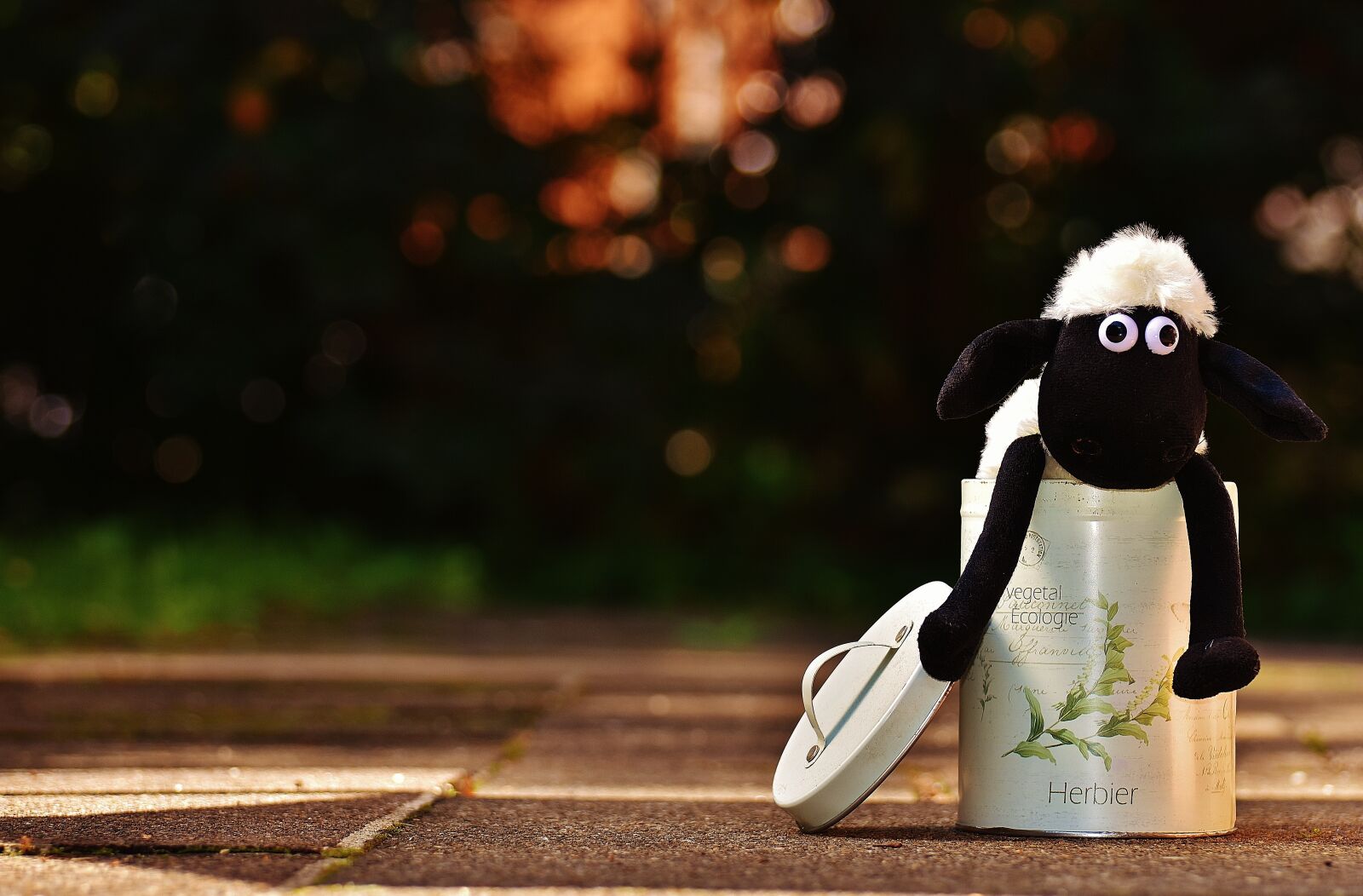 Nikon D7200 sample photo. Sheep, box, funny photography