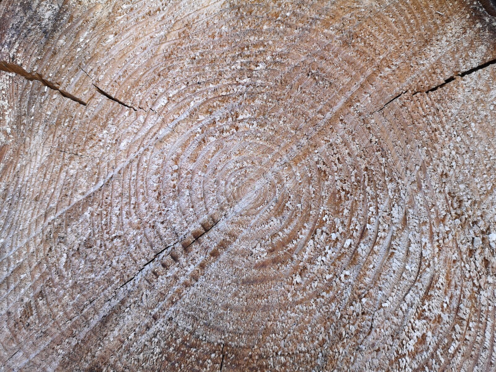 HUAWEI CLT-L29 sample photo. Tree, wood, grain photography