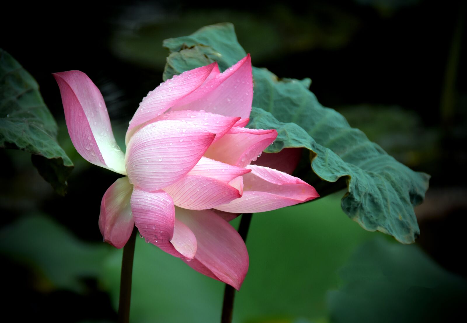 Nikon D7200 sample photo. Lotus, flower, petals photography
