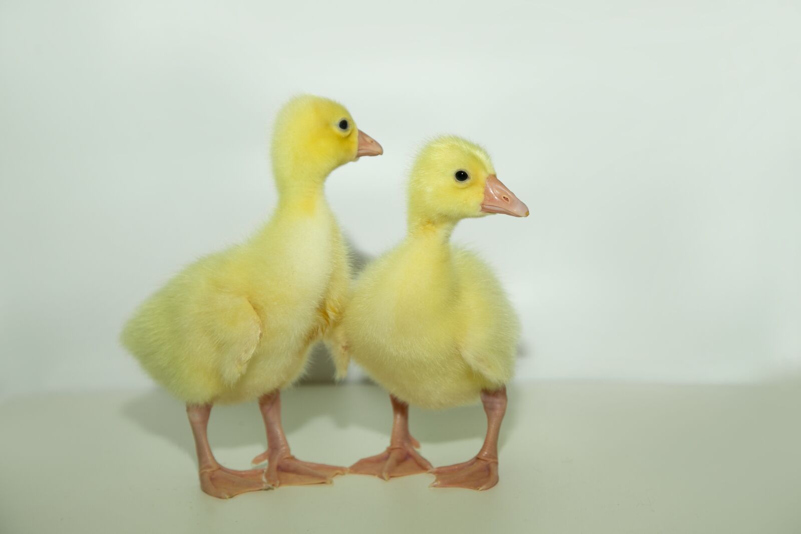 Canon EF 24-105mm F4L IS USM sample photo. Geese, chicks, birds photography