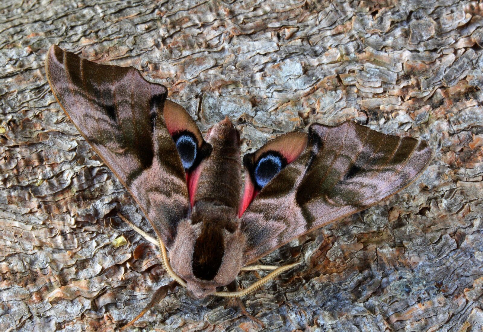 Canon EOS 400D (EOS Digital Rebel XTi / EOS Kiss Digital X) sample photo. Moth, macro, insect photography