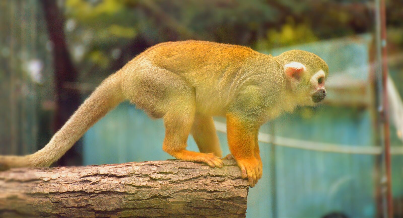 Nikon D7100 sample photo. Monkey, zoo, animal photography