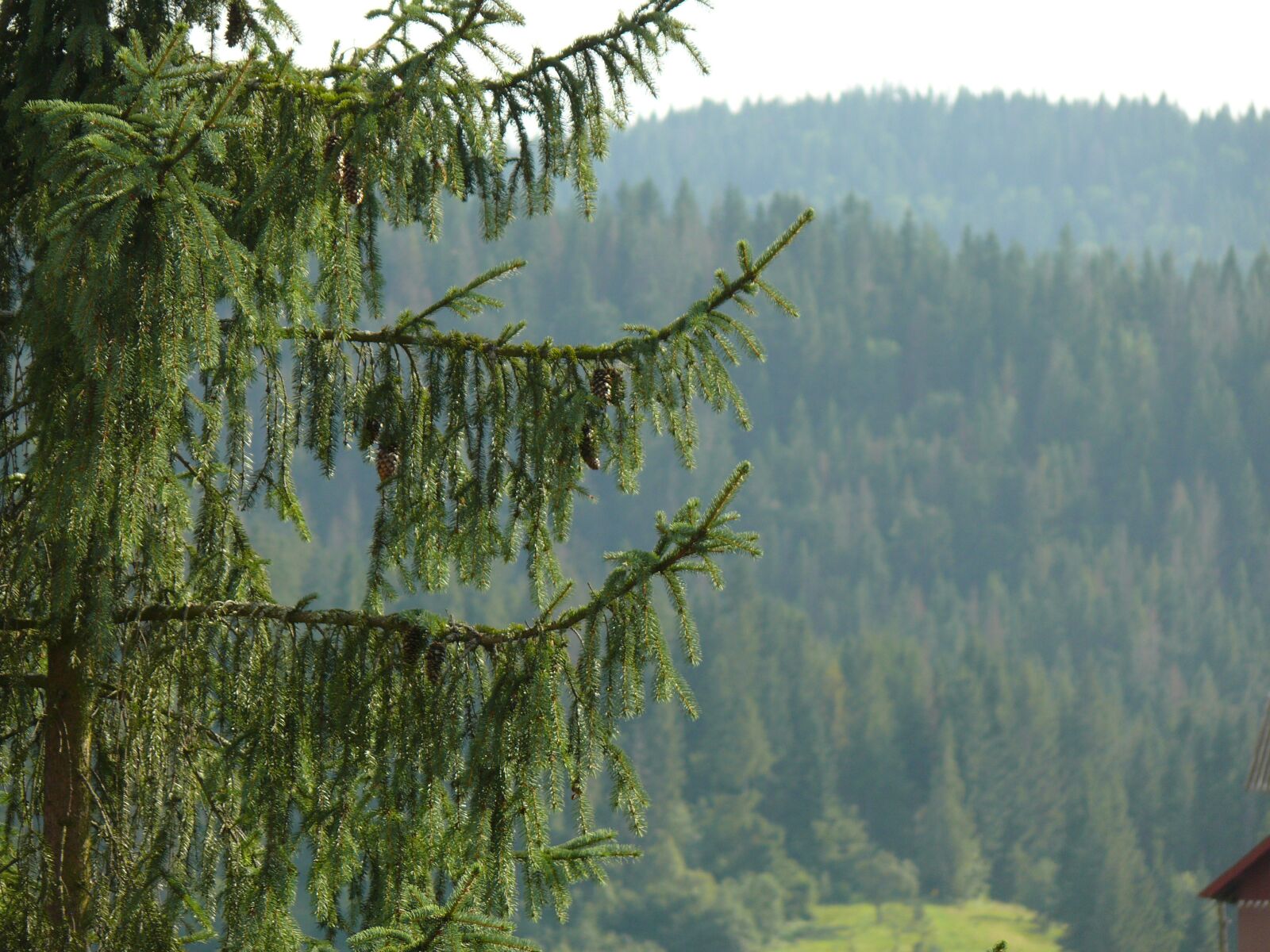 Panasonic DMC-FZ50 sample photo. Mountains, nature, ukraine photography