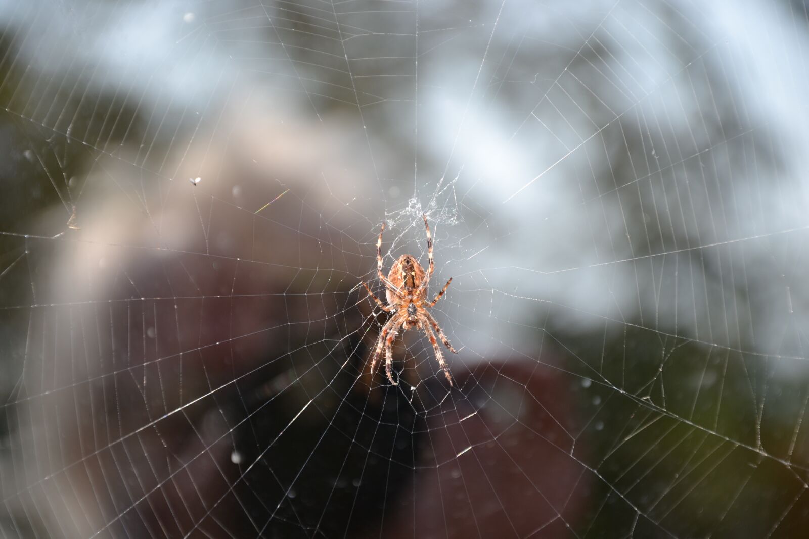 Nikon D3100 sample photo. Spider, cobweb, close up photography