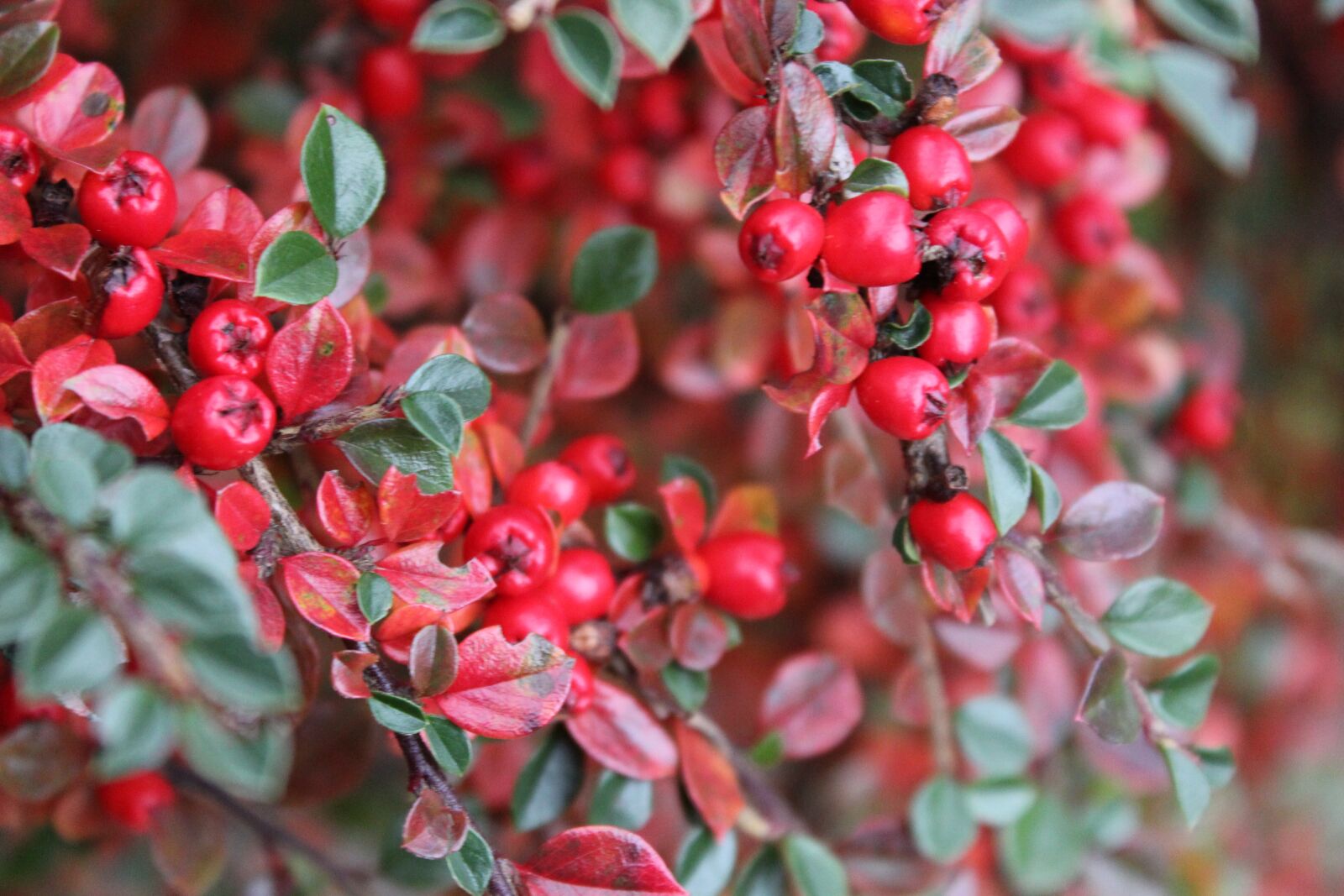 Canon EOS 1300D (EOS Rebel T6 / EOS Kiss X80) sample photo. Berries, closeup, berry photography
