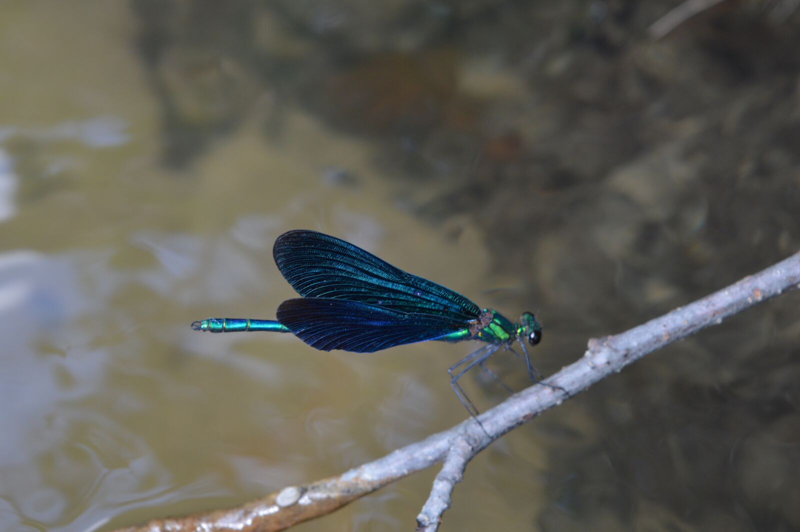Nikon D3200 sample photo. Ważka, water, insect photography