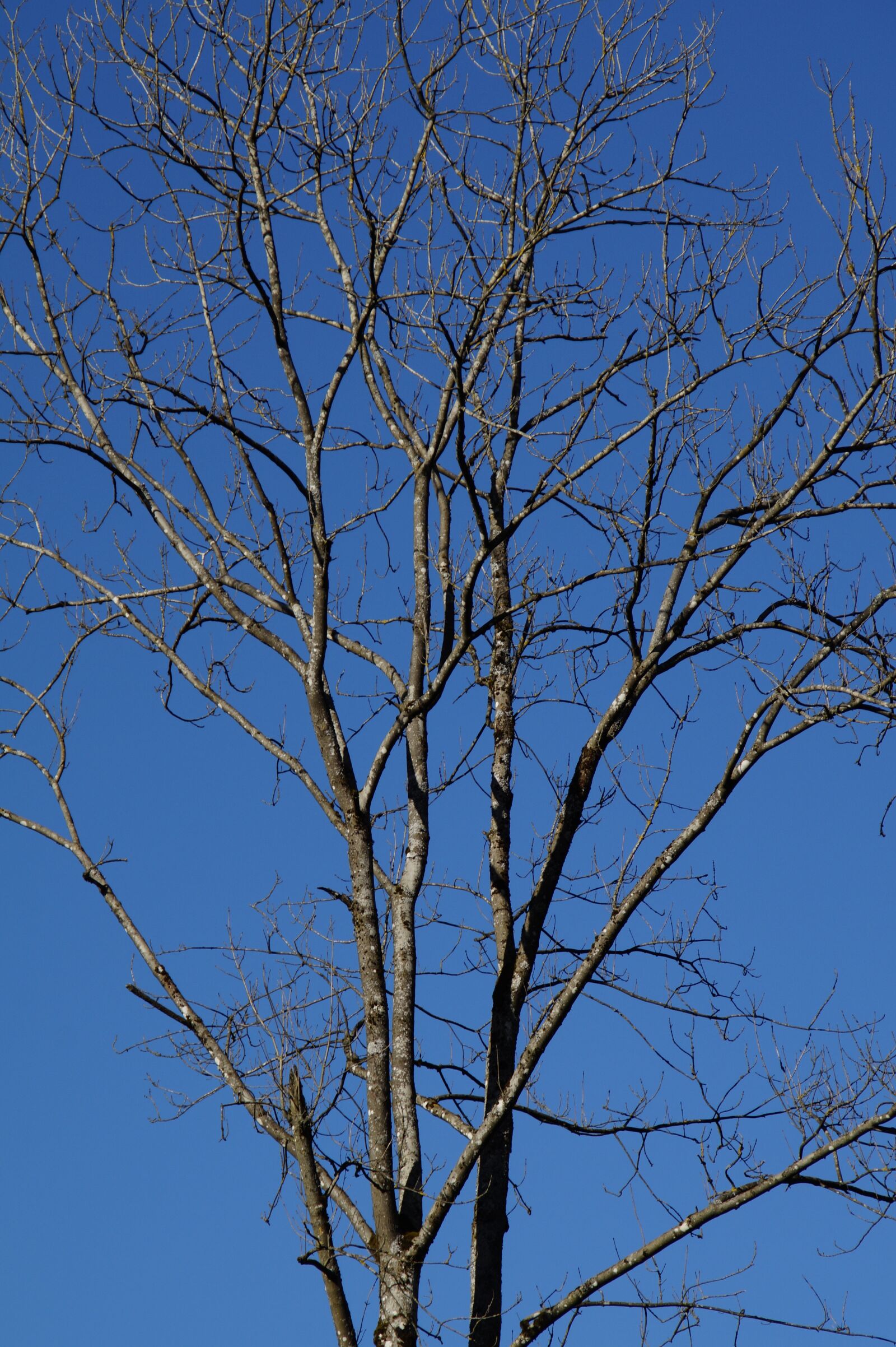 Sony SLT-A58 sample photo. Tree, aesthetic, branches photography