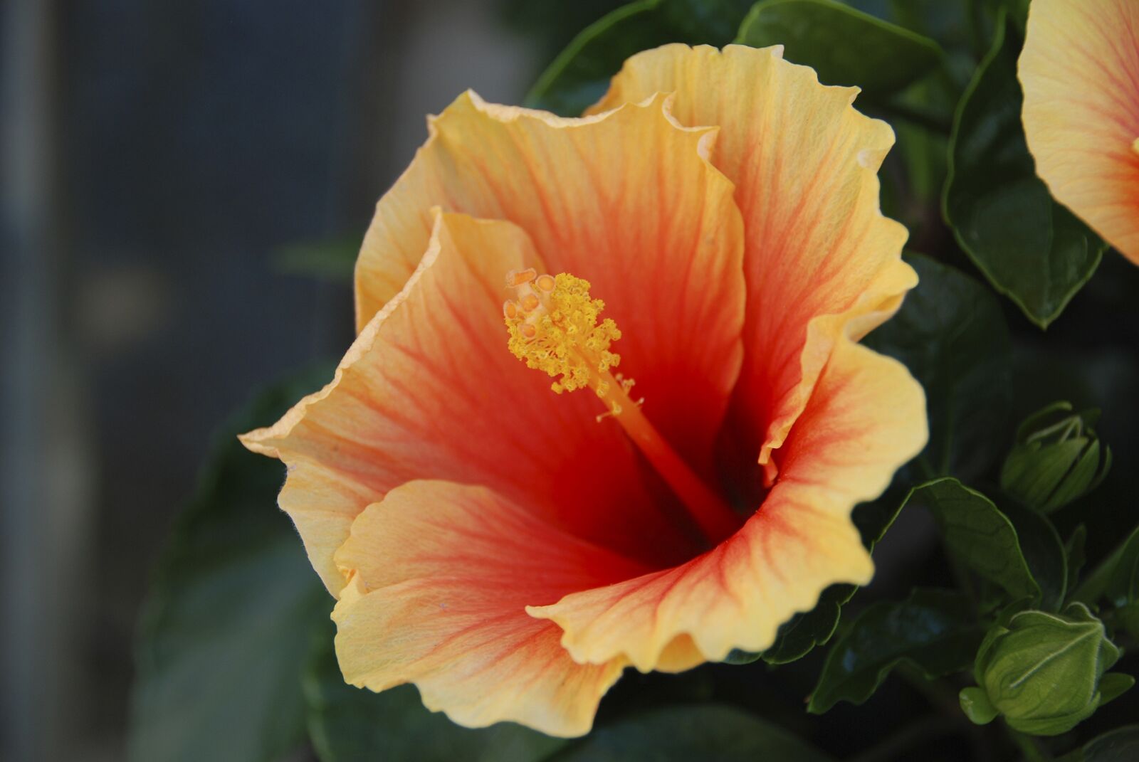 Nikon D80 sample photo. Flower, blossom, bloom photography