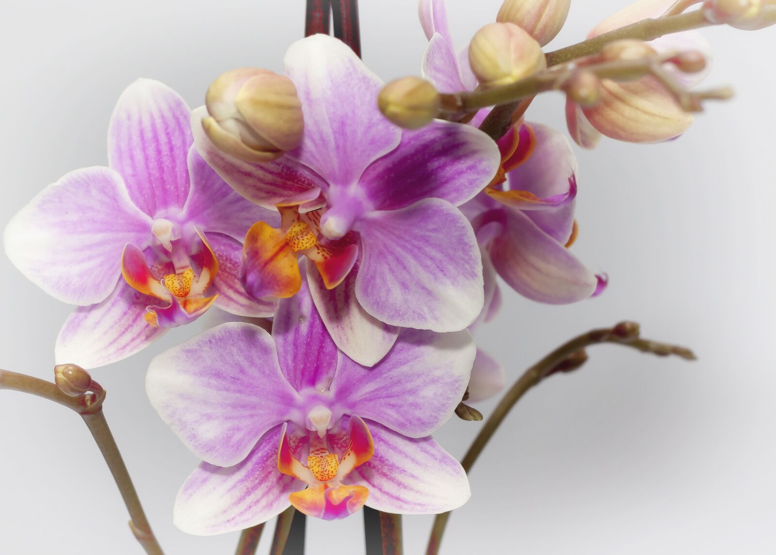 Canon EOS 50D + Canon EF 50mm F1.8 II sample photo. Phalaenopsis, purple, orchid photography