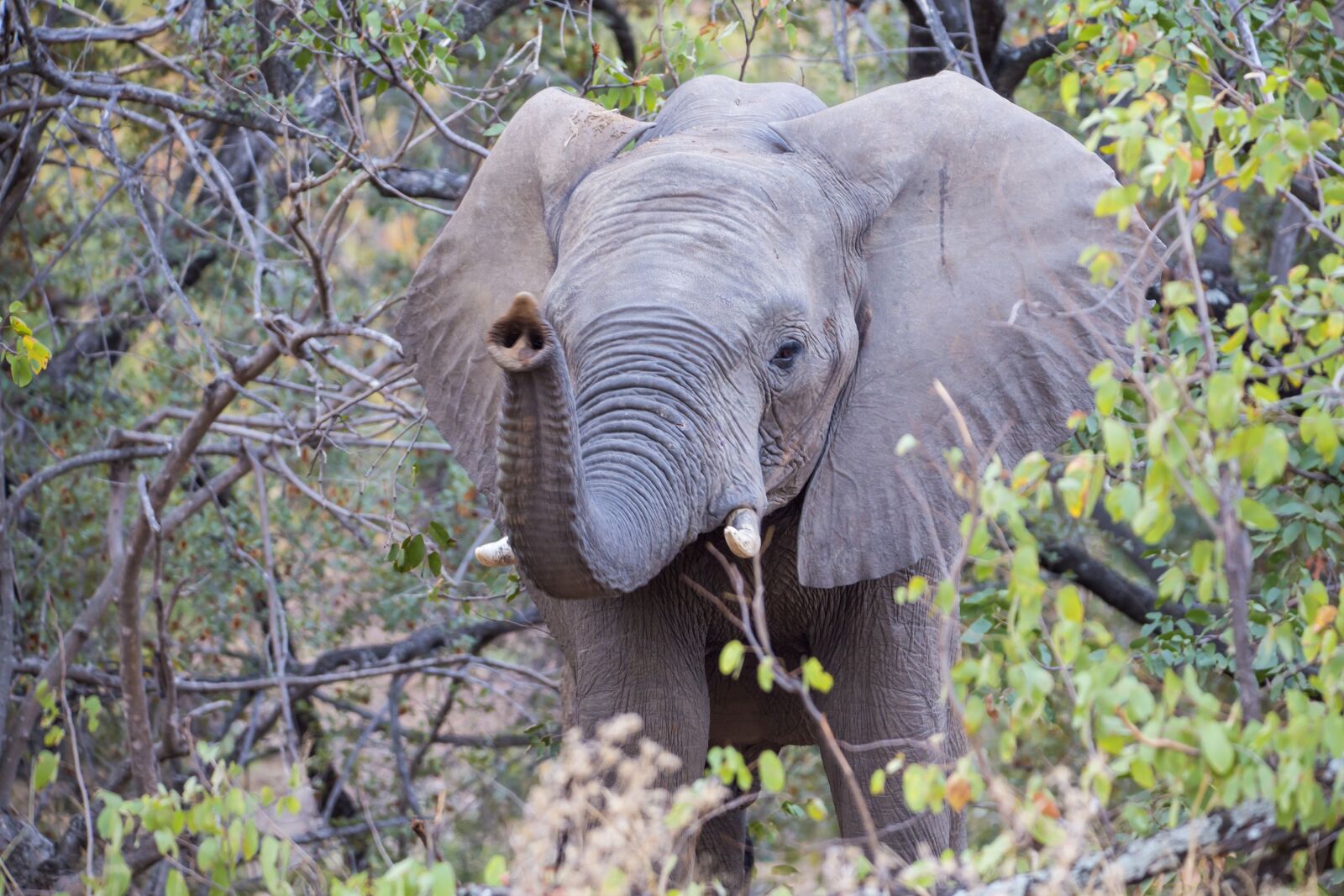 Canon EOS 6D + 150-600mm F5-6.3 DG OS HSM | Contemporary 015 sample photo. Elephant, wildlife, africa photography