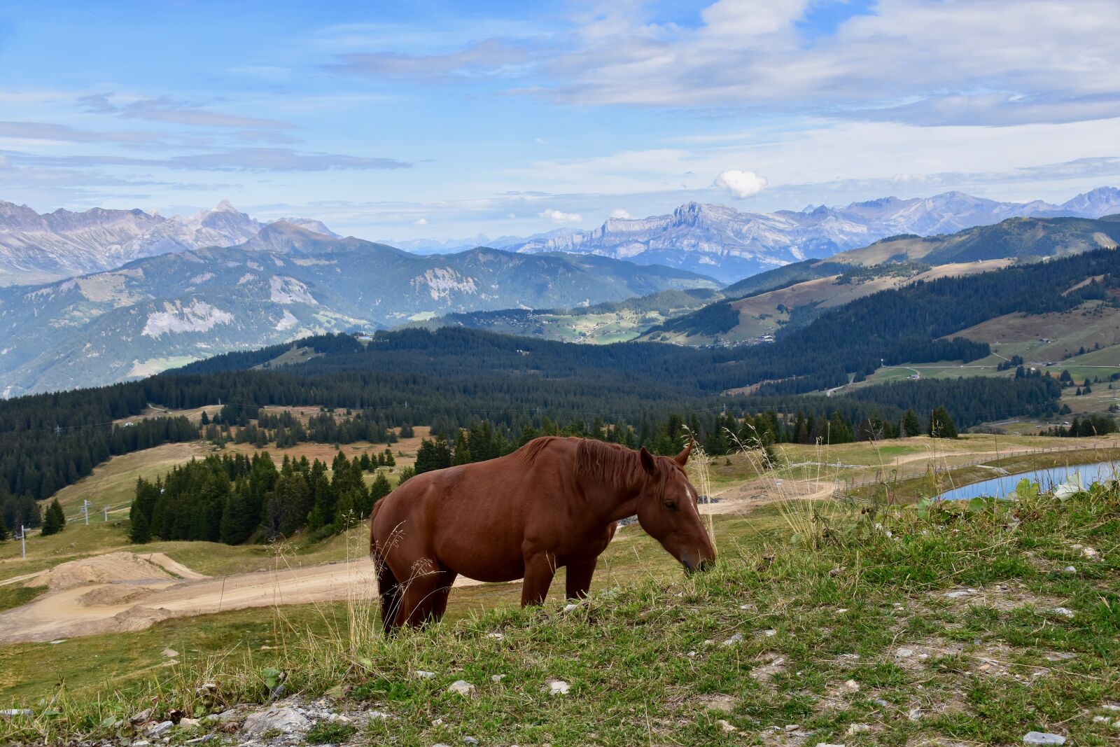 Nikon D5600 sample photo. Landscape, panoramic views, horse photography