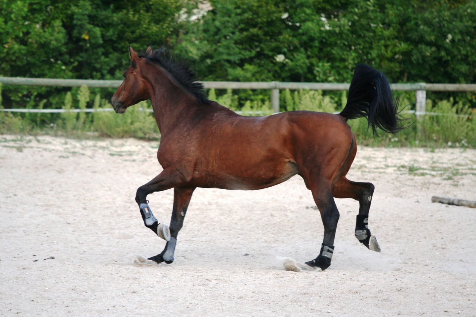 Canon EOS 350D (EOS Digital Rebel XT / EOS Kiss Digital N) sample photo. Horse, mare, trot photography