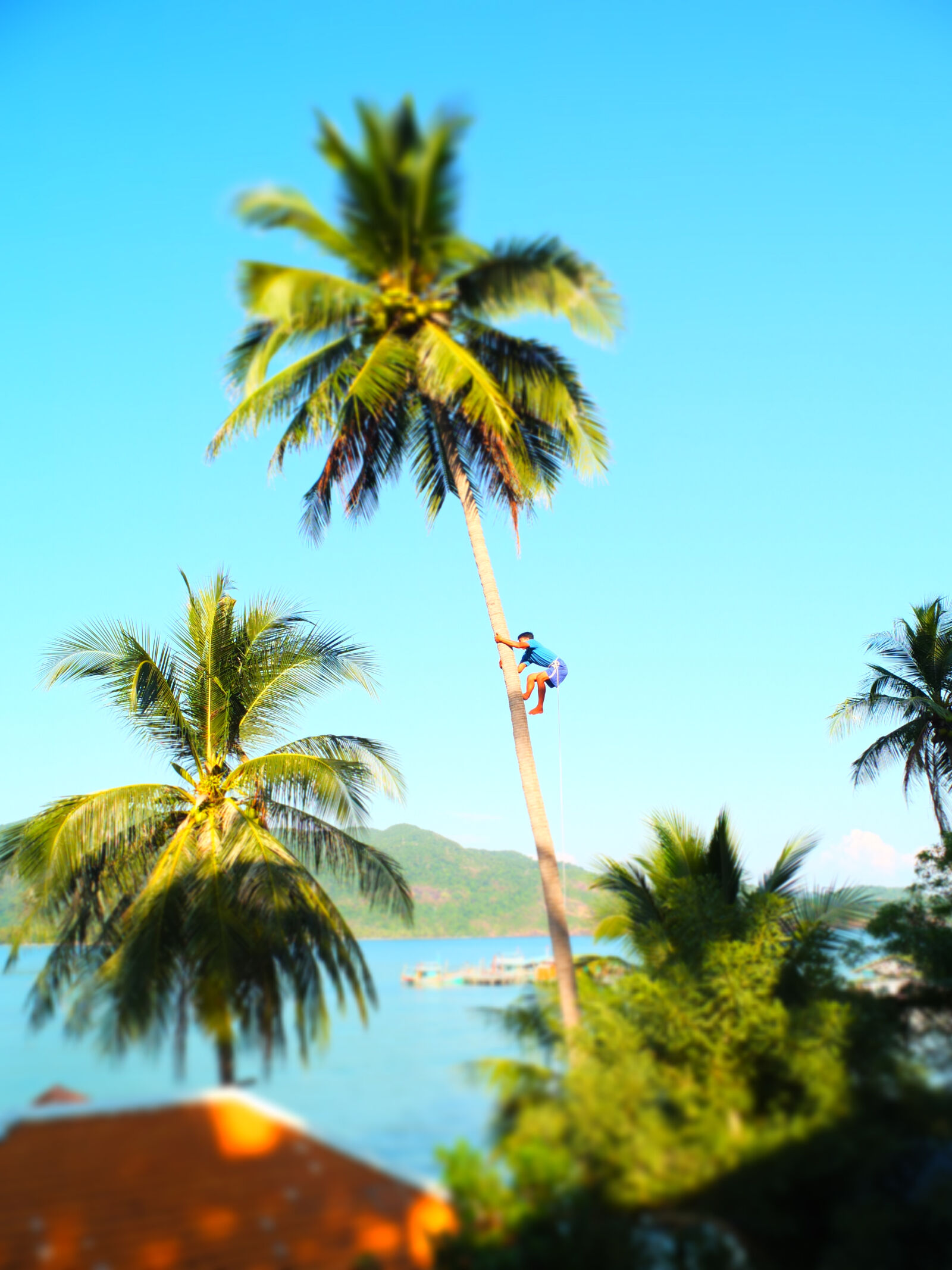 Fujifilm X10 sample photo. Blue, sea, coconut, tree photography