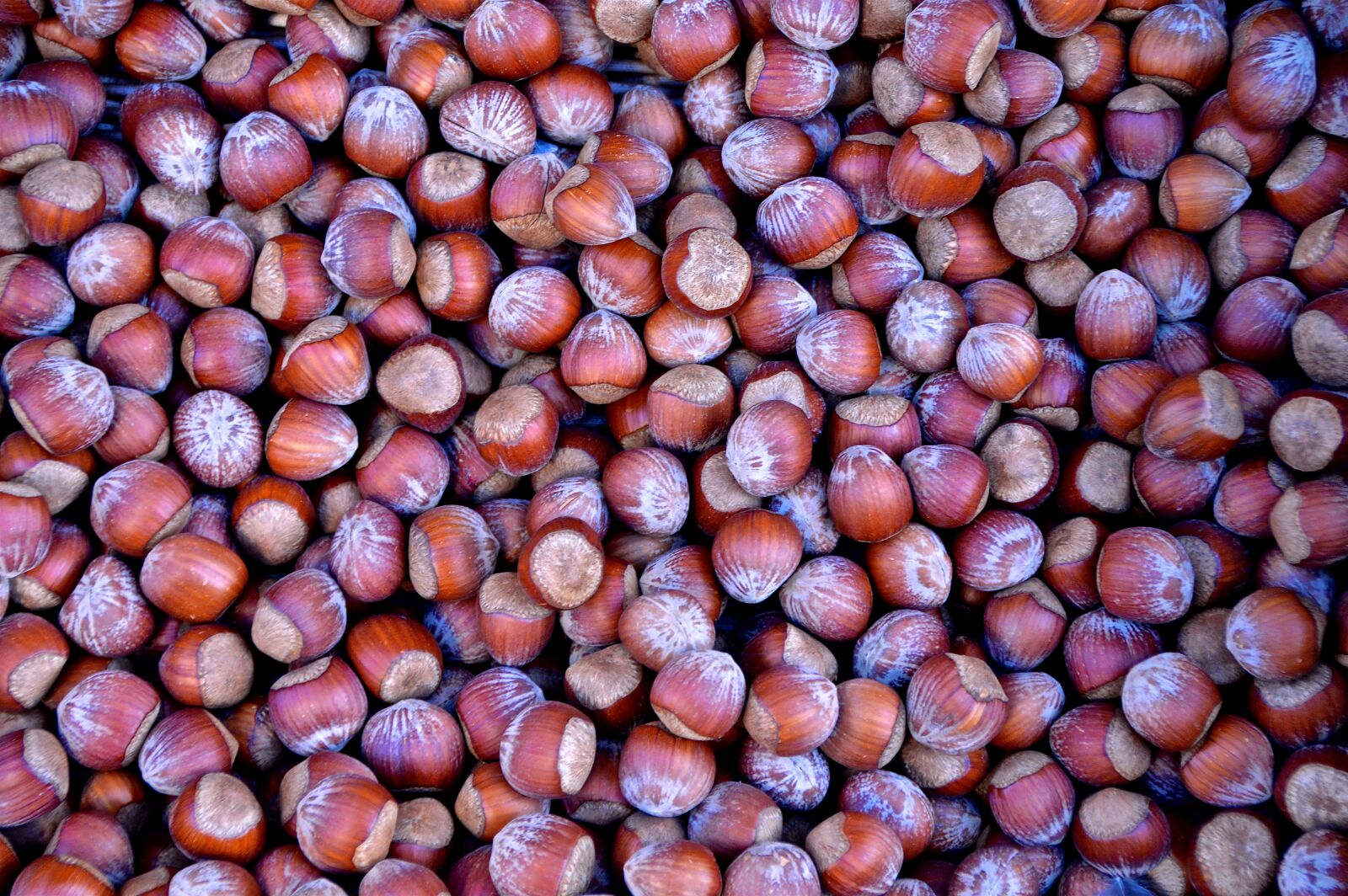 Nikon D3200 sample photo. Hazelnuts, nuts, market photography