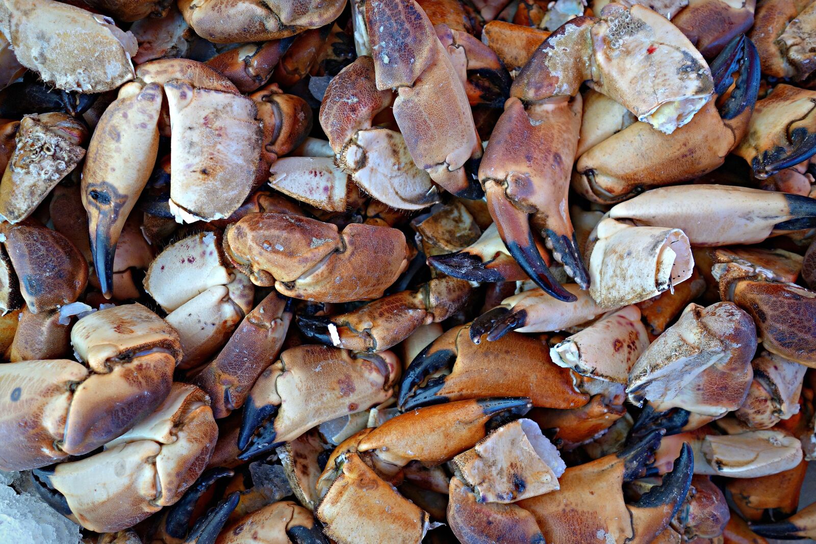 Sony Cyber-shot DSC-RX100 sample photo. Crab, seafood, claws photography
