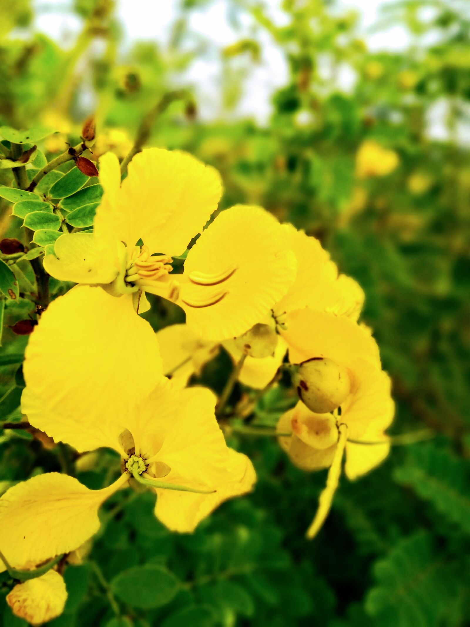 Motorola Moto G (5S) Plus sample photo