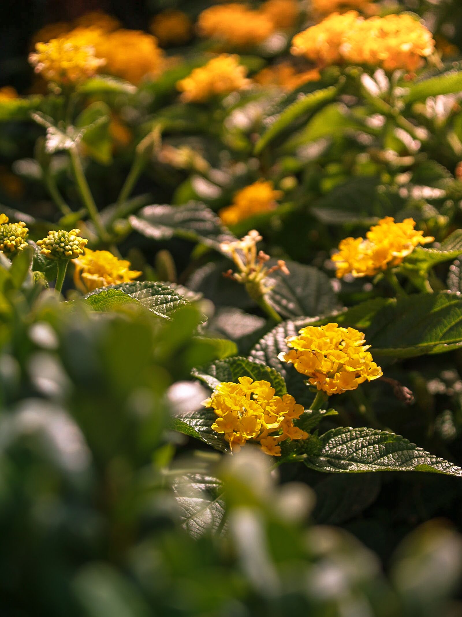 Olympus E-500 (EVOLT E-500) sample photo. Hannover, flowers, yellow photography