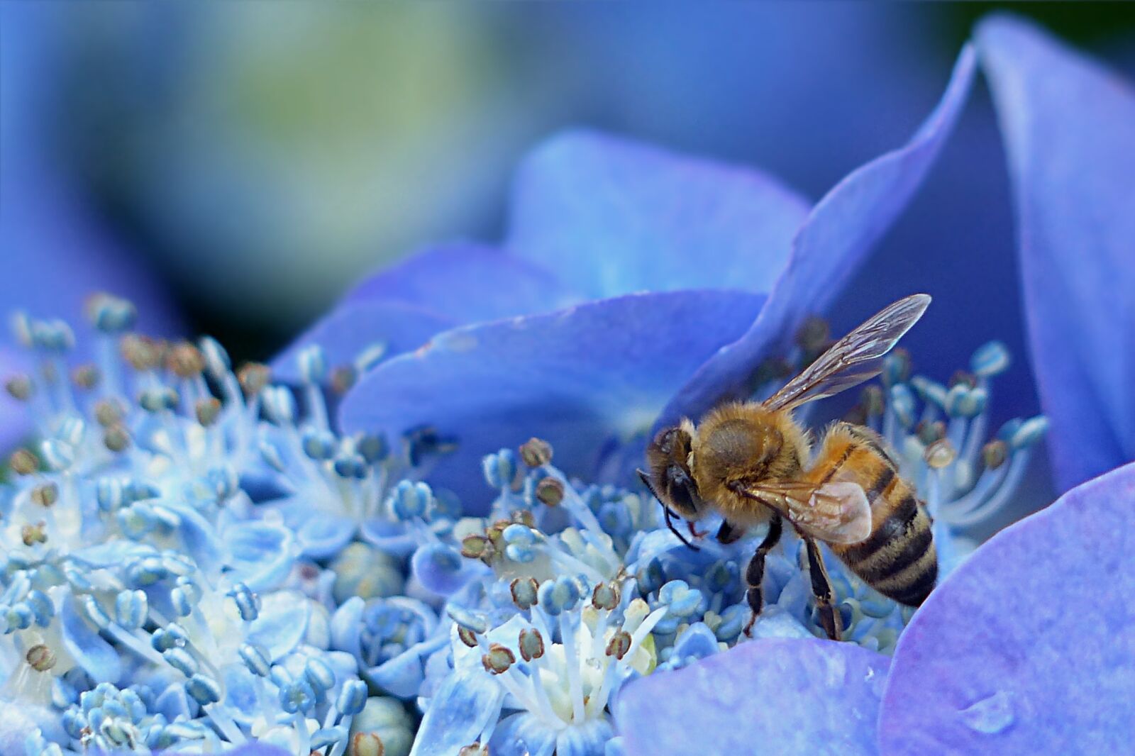 Panasonic Lumix DMC-FZ200 sample photo. Bee, honey bee, apis photography