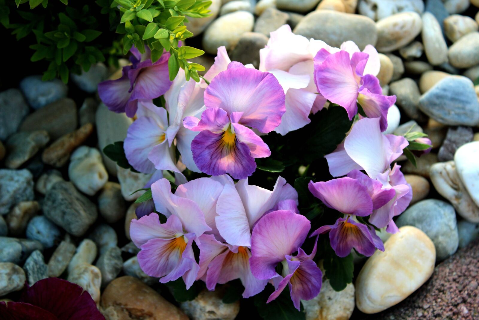 Canon EOS 100D (EOS Rebel SL1 / EOS Kiss X7) sample photo. Nature, spring, spring flowers photography