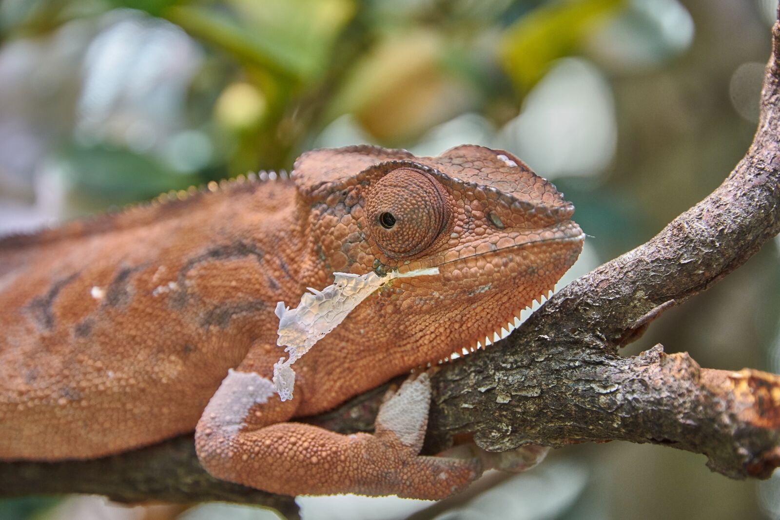 Nikon D7200 sample photo. Cameleon, lizard, reptile photography