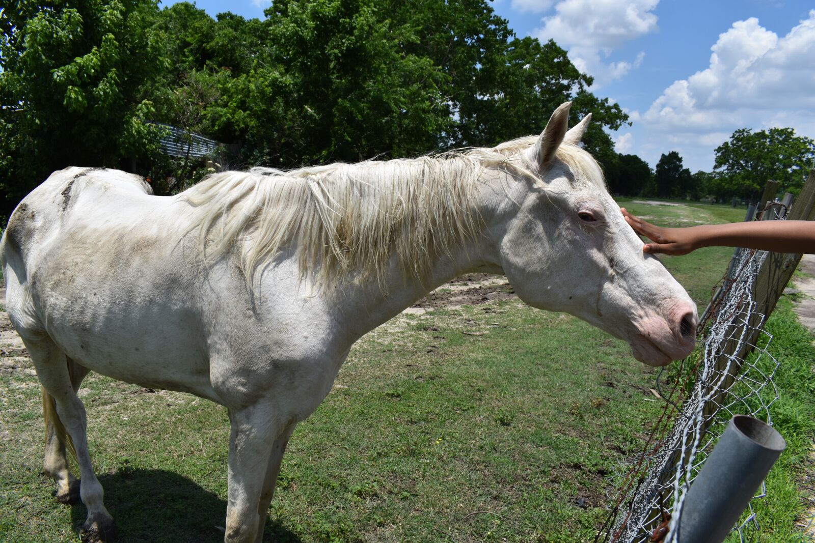 Nikon D3500 sample photo. Albino horse, child, petting photography