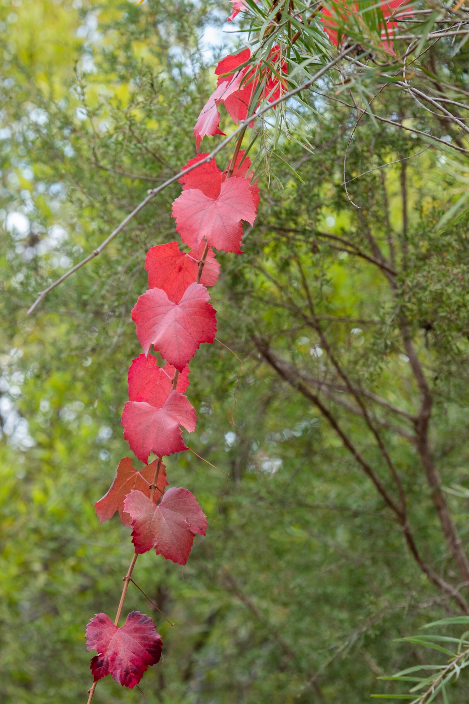 Nikon D750 sample photo. Grape vine, vine, leaf photography