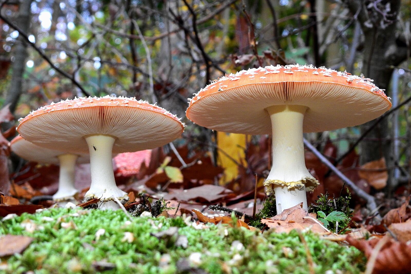 Nikon Coolpix P900 sample photo. Toadstools, mushrooms, forest photography