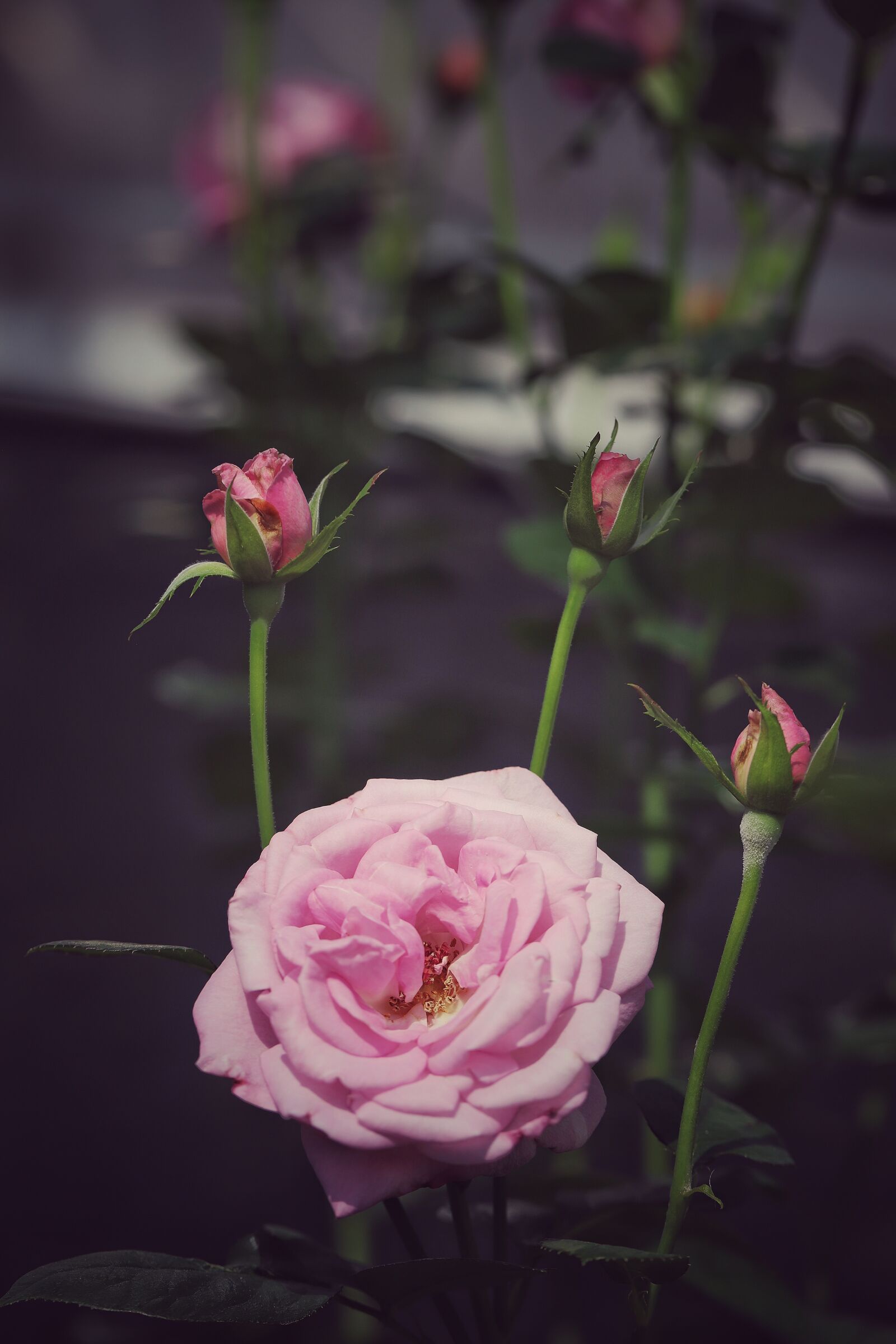 Canon EF 100mm F2.8L Macro IS USM sample photo. Rose, flower, macro photography