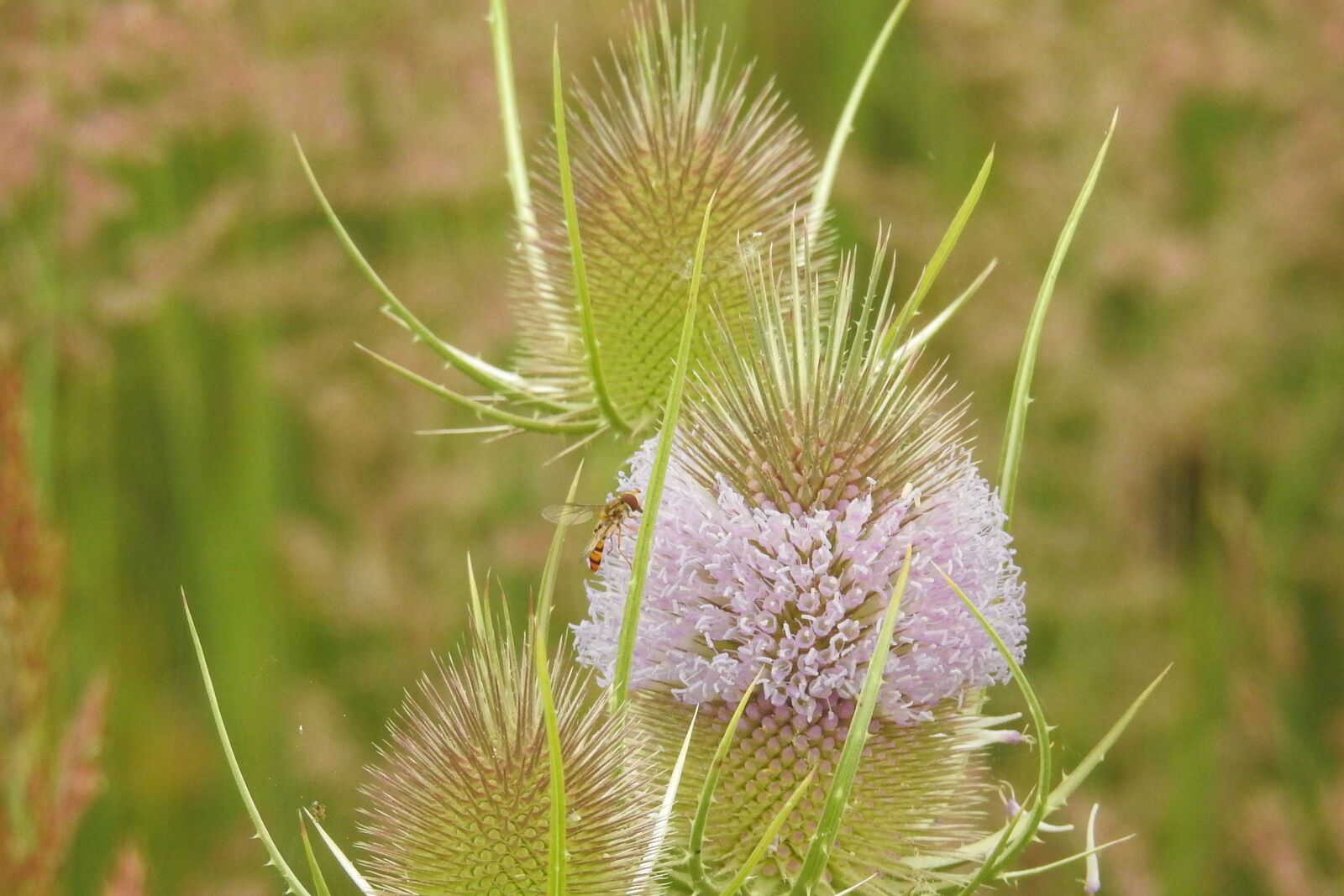 Nikon Coolpix P900 sample photo. Thistle, wild card, blossom photography