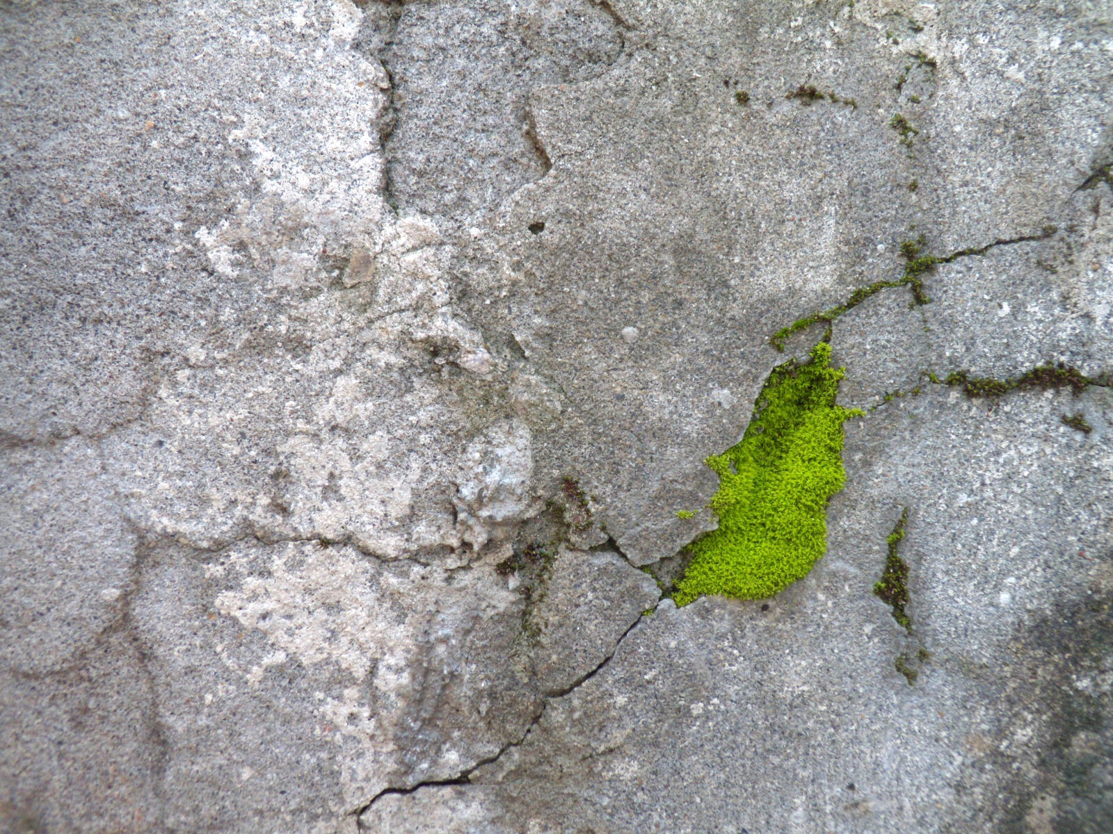 Nikon Coolpix S710 sample photo. Cement, wall, moss photography