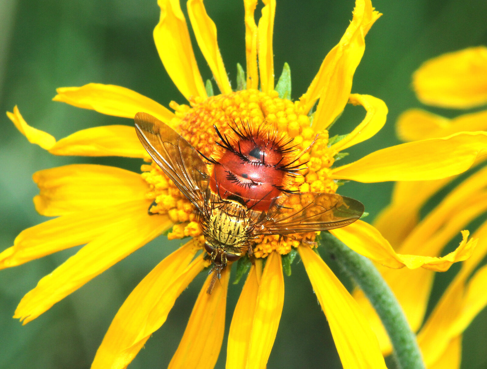 Canon EF 300mm F4L IS USM sample photo