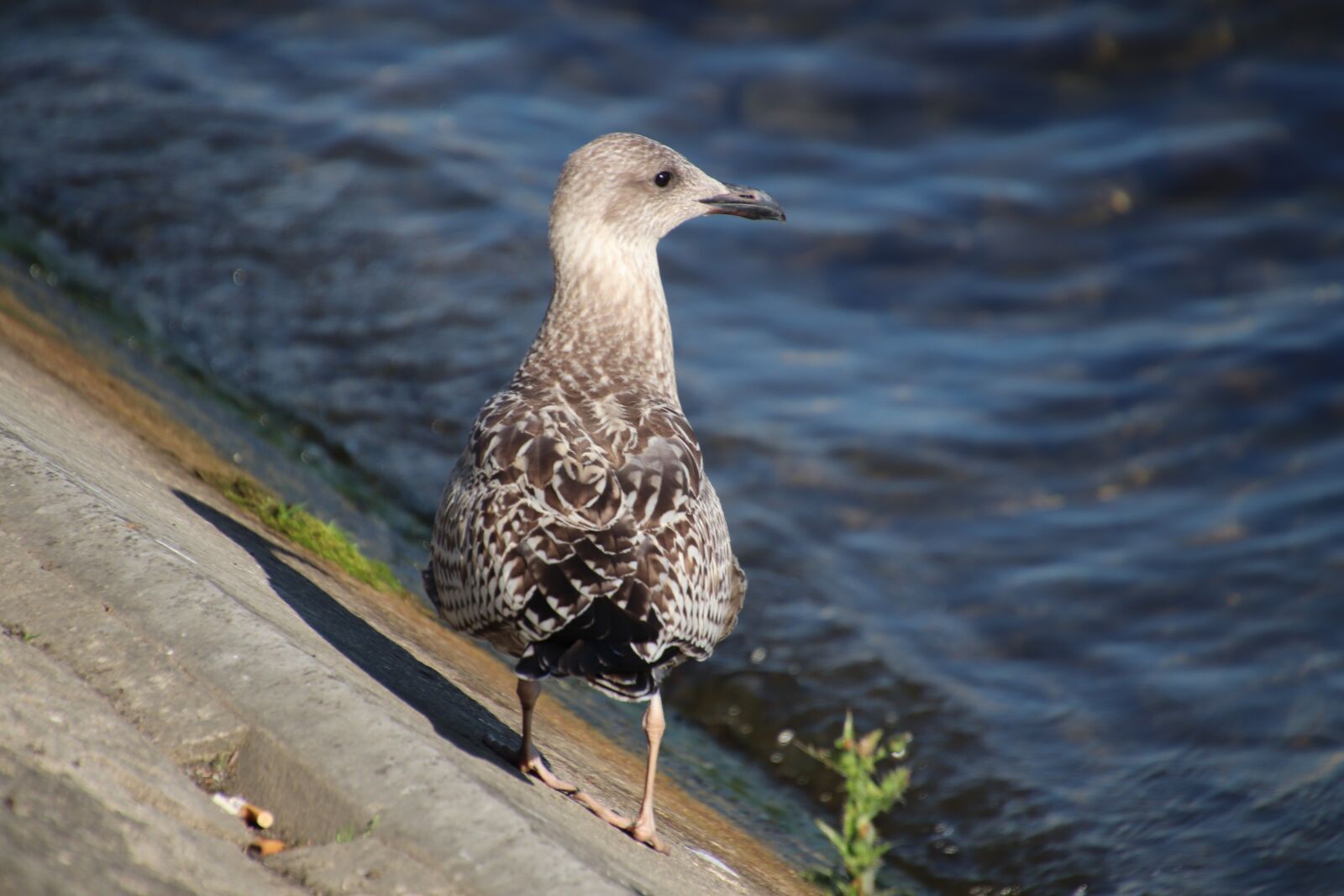 Canon EOS 800D (EOS Rebel T7i / EOS Kiss X9i) sample photo. Young seagull, seagulls, birds photography
