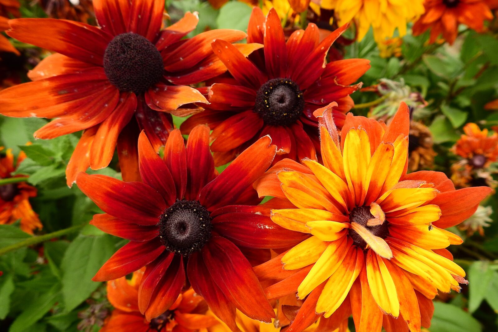 Nikon Coolpix P900 sample photo. Colorful flowers, beauty, nature photography