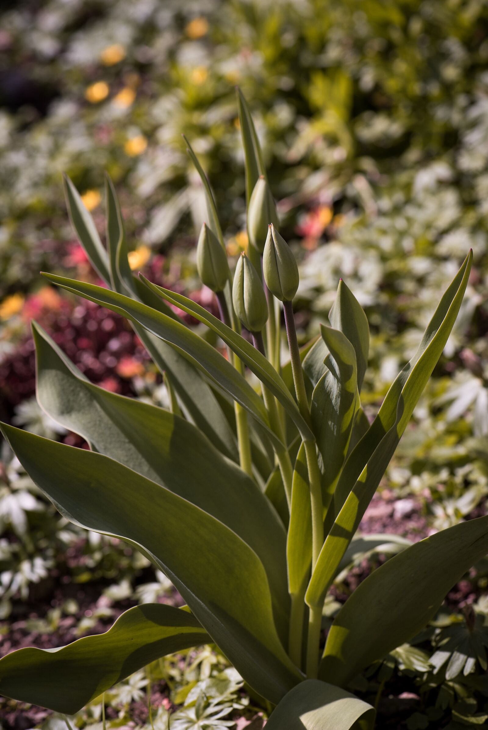 Nikon D750 sample photo. Tulips, flower, flowers photography